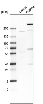 NG2 Antibody in Western Blot (WB)