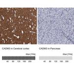 CADM3 Antibody
