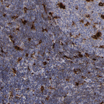 Cathepsin S Antibody in Immunohistochemistry (Paraffin) (IHC (P))