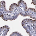 Cathepsin S Antibody in Immunohistochemistry (Paraffin) (IHC (P))