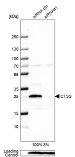 Cathepsin S Antibody in Western Blot (WB)