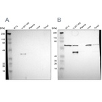SPARC Antibody in Western Blot (WB)