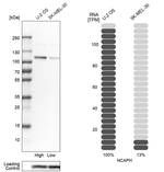 NCAPH Antibody in Western Blot (WB)