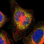 GNAZ Polyclonal Antibody