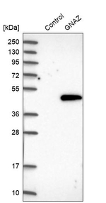 GNAZ Antibody in Western Blot (WB)