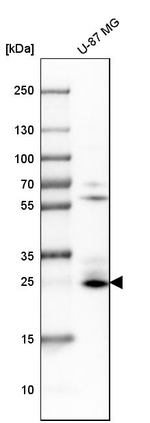BNIP3 Antibody in Western Blot (WB)