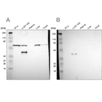 SPARC Antibody in Western Blot (WB)
