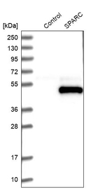 SPARC Antibody in Western Blot (WB)