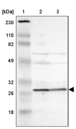 PSMA6 Antibody in Western Blot (WB)