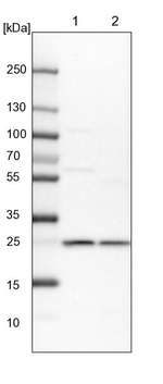 PSMA6 Antibody in Western Blot (WB)
