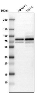 NF2 Antibody in Western Blot (WB)