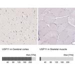USP11 Antibody