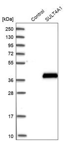 SULT4A1 Antibody in Western Blot (WB)