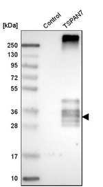 TSPAN7 Antibody in Western Blot (WB)