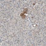 ATP6IP2 Antibody in Immunohistochemistry (Paraffin) (IHC (P))