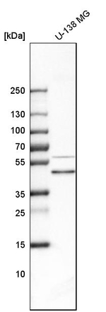 Biglycan Antibody in Western Blot (WB)