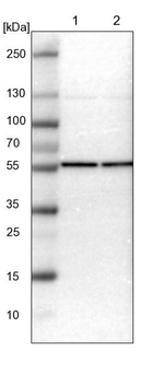 TCP-1 beta Antibody in Western Blot (WB)