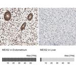 MEIS2 Antibody
