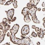 GABPA Antibody in Immunohistochemistry (Paraffin) (IHC (P))
