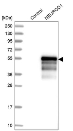NeuroD1 Antibody in Western Blot (WB)