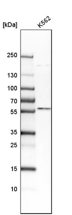 TrxR2 Antibody in Western Blot (WB)