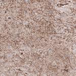 SLC16A2 Antibody in Immunohistochemistry (Paraffin) (IHC (P))