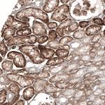 SLC16A2 Antibody in Immunohistochemistry (Paraffin) (IHC (P))