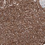 SLC16A2 Antibody in Immunohistochemistry (Paraffin) (IHC (P))