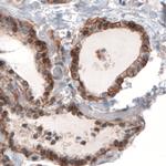 SLC16A2 Antibody in Immunohistochemistry (Paraffin) (IHC (P))