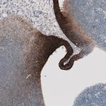 SLC16A2 Antibody in Immunohistochemistry (Paraffin) (IHC (P))