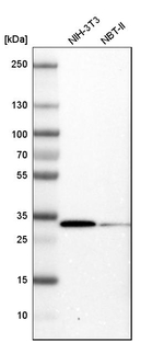 CDK1 Antibody in Western Blot (WB)