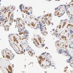 SPTB Antibody in Immunohistochemistry (Paraffin) (IHC (P))