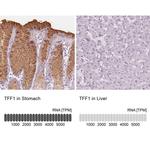 TFF1 Antibody