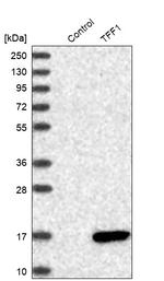 TFF1 Antibody in Western Blot (WB)
