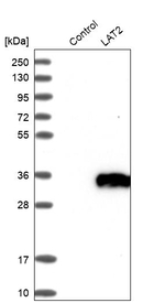 NTAL Antibody in Western Blot (WB)