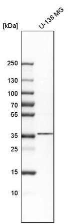 Nkx2.2 Antibody in Western Blot (WB)