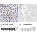 ELF3 Antibody