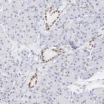 ELF3 Antibody in Immunohistochemistry (Paraffin) (IHC (P))