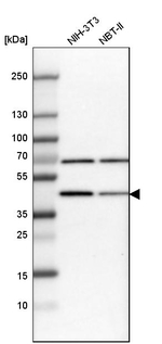 PBX1 Antibody in Western Blot (WB)