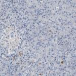 GPX2 Polyclonal Antibody