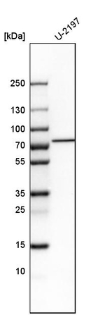 SETD3 Antibody in Western Blot (WB)