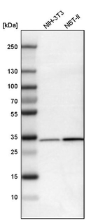 EB1 Antibody in Western Blot (WB)