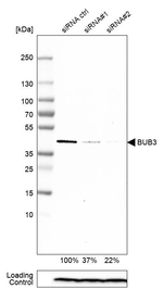 Bub3 Antibody in Western Blot (WB)