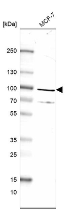 MAD1 Antibody in Western Blot (WB)
