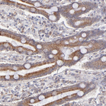 OAS1 Antibody in Immunohistochemistry (Paraffin) (IHC (P))