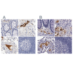 Apolipoprotein H Polyclonal Antibody