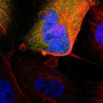 MIF Polyclonal Antibody