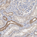 MIF Antibody in Immunohistochemistry (Paraffin) (IHC (P))