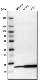 MIF Antibody in Western Blot (WB)