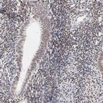 PBX1 Antibody in Immunohistochemistry (Paraffin) (IHC (P))